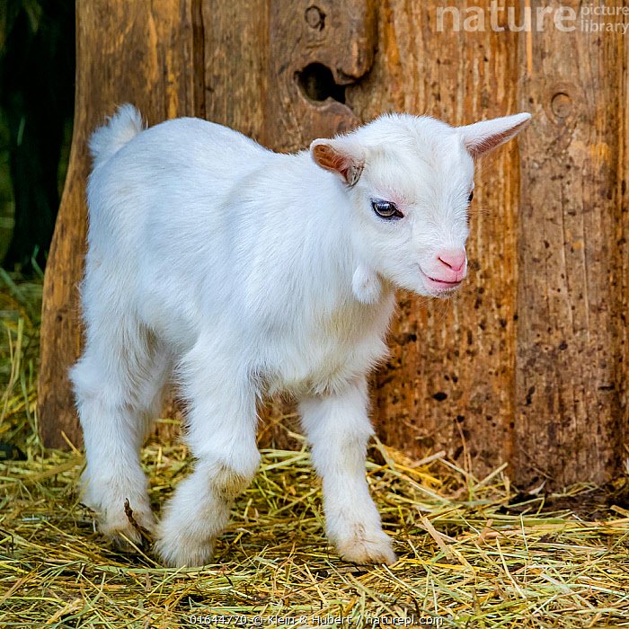 Goat kid asset