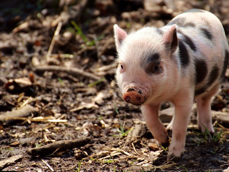 Piglet asset