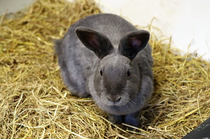Rabbit asset