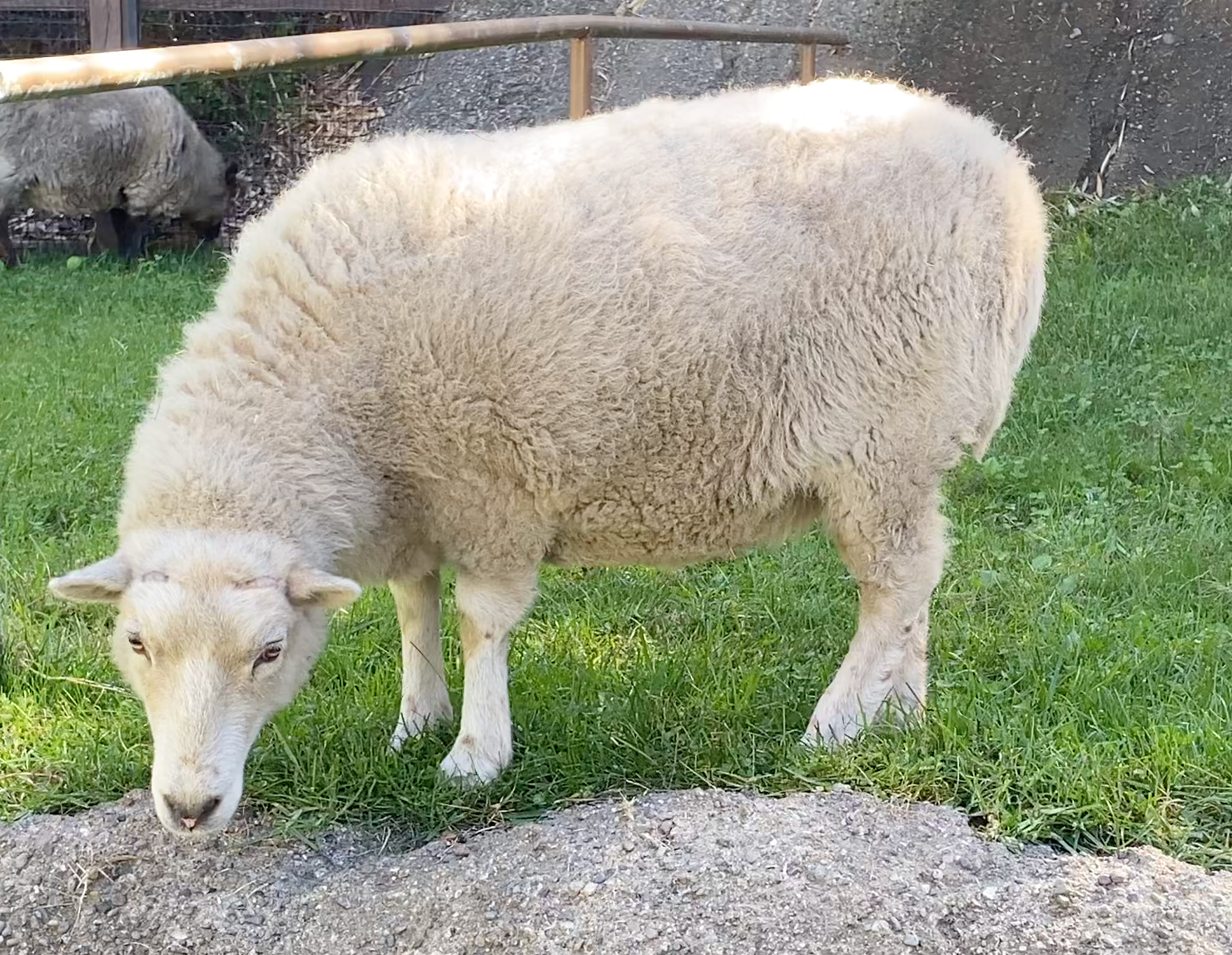 Sheep asset